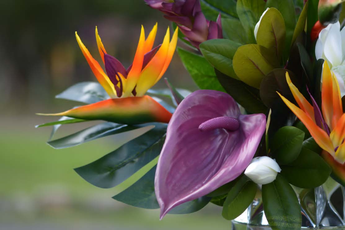 Antúrios Very Peri Antúrios Very Peri