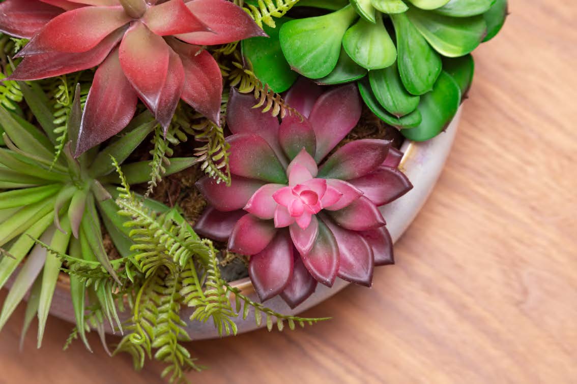 Folhagens Suculentas Very Peri Folhagens Suculentas Very Peri